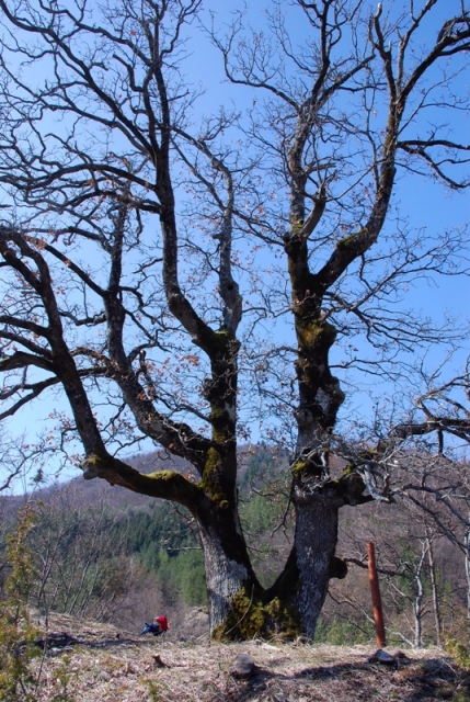 quercia